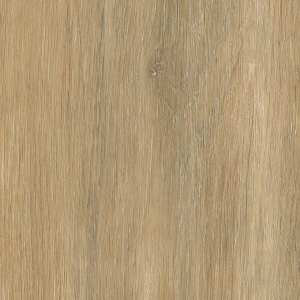 Darley Oak Darley Oak